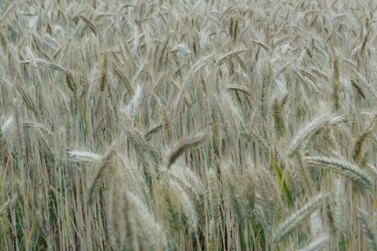 EU-Agrarministerrat / Teurer Dünger – ein schlechtes Omen für Lebensmittelpreise