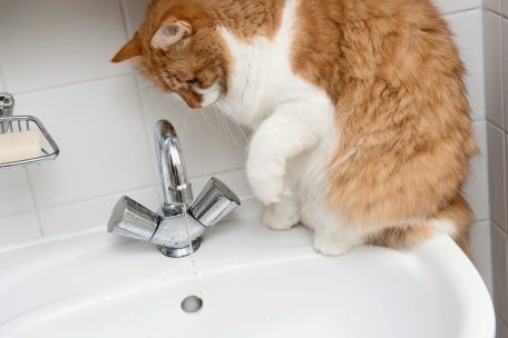 Ratgeber für Tierfreunde / Mit Leckerlis und viel Geduld: So gelingt das Katzenbaden