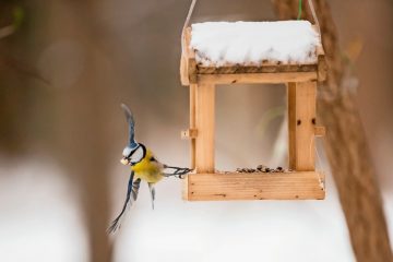 Im Winter / Hungernde Tiere: Wer einmal Vögel füttert, muss weitermachen