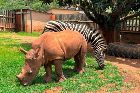 Wissen / Kleines Nashorn und Zebra werden dicke Freunde