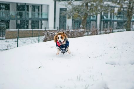 Über mehr Grünflächen werden sich auch die Vierbeiner freuen