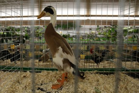 Useldingen / Landwirtschaftsministerium meldet Ausbruch der Vogelgrippe bei Hausgänsen