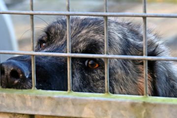 Düdelingen / Von „Covid-Hunden“ und einem Tierheim-Umzug auf vier Pfoten
