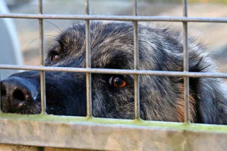 Düdelingen / Von „Covid-Hunden“ und einem Tierheim-Umzug auf vier Pfoten