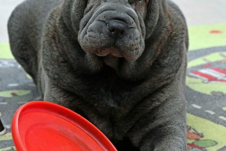 Osée ist eine Art Maskottchen des Tierheims – und wohnt derzeit mit ihren Pflegern im Gemeinschaftsraum. Sichtlich entspannt posierte die Siebenjährige für den Tageblatt-Fotografen.