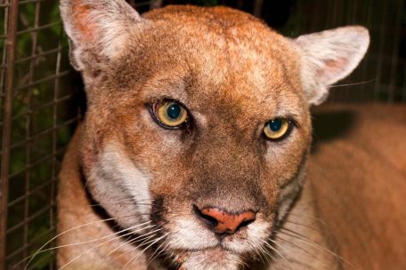 USA / Beliebter und mitten in Los Angeles wildlebender Puma musste eingeschläfert werden