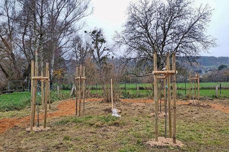 Jetzt muss der &bdquo;Wald&ldquo; nur noch wachsen
