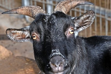 Auf dem Hof lernen Kinder und Jugendliche die verschiedenen Tiere kennen