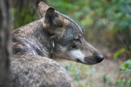 Ulflingen / Naturverwaltung berichtet von gerissenem Schaf: Kehrt der Wolf zurück nach Luxemburg?