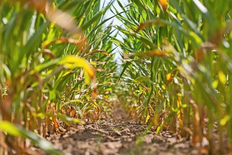 Luxemburg / 2022 wird wärmstes Jahr seit Beginn der Aufzeichnungen
