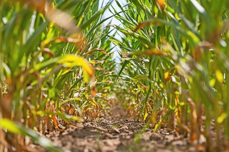 Luxemburg / 2022 wird wärmstes Jahr seit Beginn der Aufzeichnungen