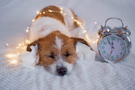 Gute Tipps / Panik an Silvester: So schütze ich mein Tier vor Raketen und Böllern