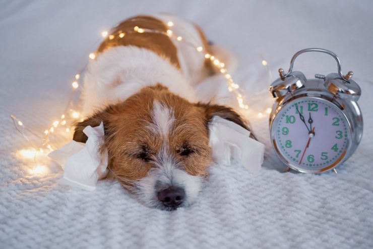 Gute Tipps / Panik an Silvester: So schütze ich mein Tier vor Raketen und Böllern