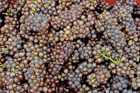 Hintergrund / Wie die EU Innovationen ausbremst – das Beispiel Biopflanzenschutz