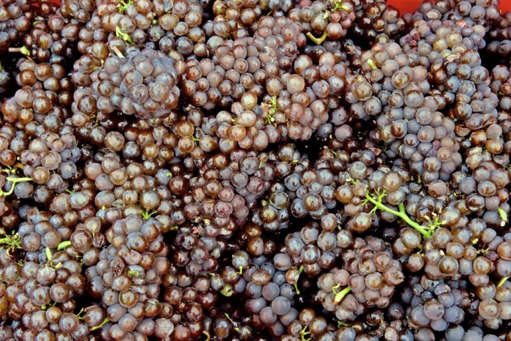 Hintergrund / Wie die EU Innovationen ausbremst – das Beispiel Biopflanzenschutz