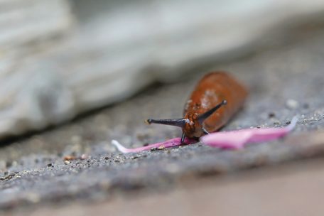 Schnecken sind wichtige Zersetzer von Pflanzenmaterial – und daher bedeutend für das Ökosystem und unsere Gärten