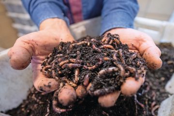 Gartentipps / Gesunder Boden: Ein Ökosystem voller Leben