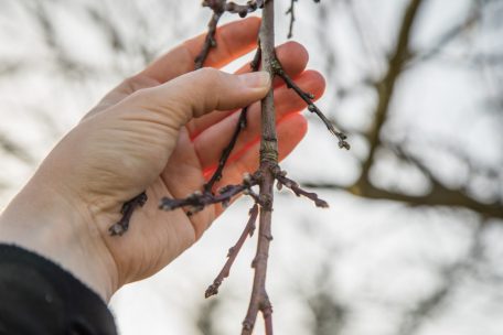 Vorbereitung auf den Frühling / Winterschnitt der Obstgehölze: Ausdünnen verbessert die Ernte