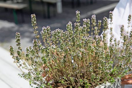 Heilkräuter, wie der Thymian, werden bei der Zubereitung von Phytopharmaka (pflanzlichen Arzneimitteln) verwendet