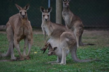 Tierische Prügelei / Boxende Kängurus krachen auf australischem Campingplatz in Zelt