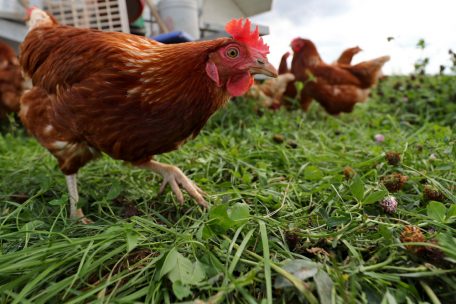 Ausbruch / Vogelgrippe in Lellingen nachgewiesen: Ministerium erklärt Vorsichtsmaßnahmen