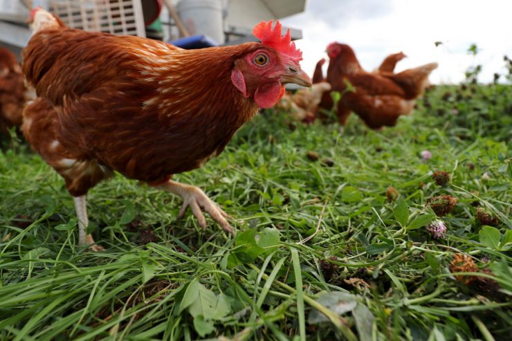 Ausbruch / Vogelgrippe in Lellingen nachgewiesen: Ministerium erklärt Vorsichtsmaßnahmen