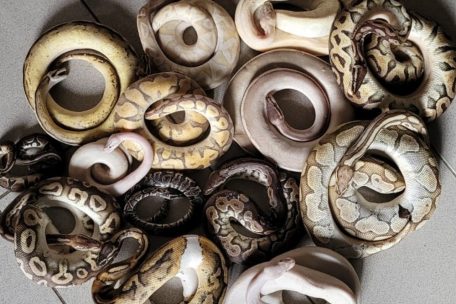 Polizei Trier / 14 Schlangen erfrieren in einer Kiste – Bericht zufolge gibt es eine „Spur nach Luxemburg“