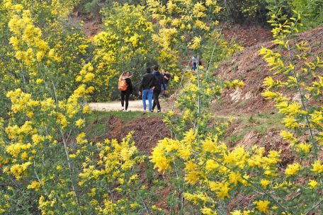 Wandern durch den Mimosenwald in den Bergen um Tanneron