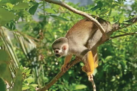 Keine Berührungsängste: Totenkopfäffchen sind die Stars im Monkeyland in El Limón