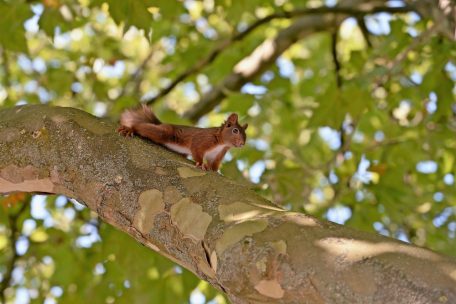 Umweltministerium / Ein Plan für mehr Naturschutz in Luxemburg
