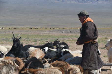  Die Wolle der Kaschmirziegen aus der Wüste Gobi wird zu warmer Kleidung verarbeitet