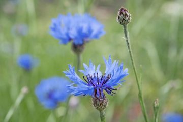 Garten-Wissen / Cool Flowers: Diese Harten kommen früh in den Garten