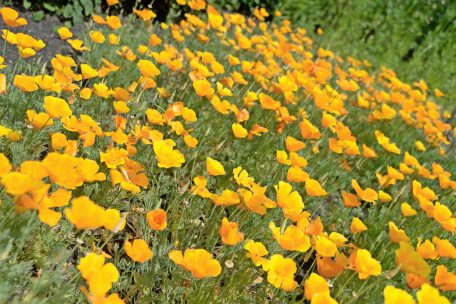 Er blüht in der Wärme, aber hält auch Kälte aus: der Kalifornische Mohn