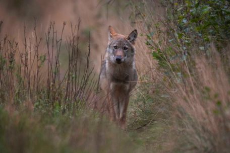 Sichtung in Luxemburg / Spaziergängerin trifft beim Gassigehen in der Nähe von Trotten auf einen Wolf
