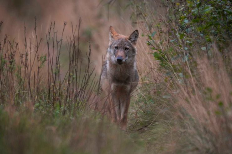 Sichtung in Luxemburg / Spaziergängerin trifft beim Gassigehen in der Nähe von Trotten auf einen Wolf