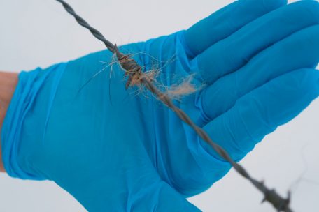 Haare des Wolfs an einem Stacheldrahtzaun nahe Trotten