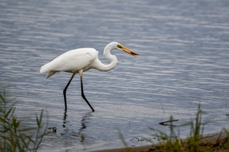 Gemeinde Wintger / Landwirtschaftsministerium meldet bestätigten Vogelgrippefall bei Silberreiher