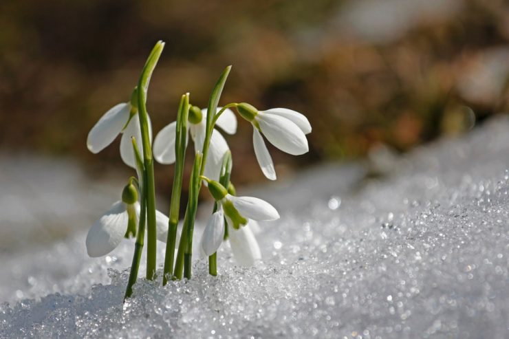 Kinderseite / Freudenbringer im Vorfrühling