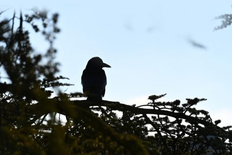 Luxemburg-Stadt / Laut und lästig: So will die Hauptstadt mit den (geschützten) Krähen umgehen