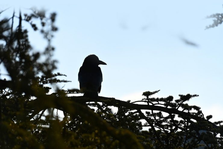 Luxemburg-Stadt / Laut und lästig: So will die Hauptstadt mit den (geschützten) Krähen umgehen