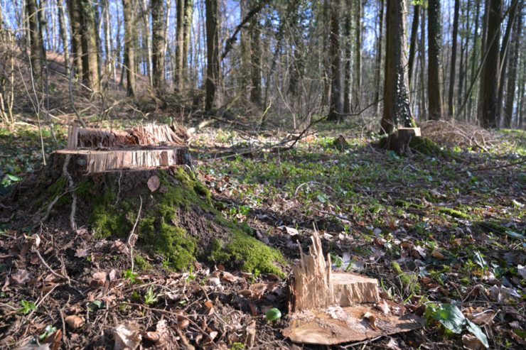 Kayl-Tetingen / Wie der Wald dem Klimawandel widerstehen wird