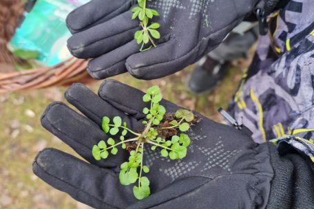 Pflanzen richtig zu bestimmen, ist wichtig. Selbst die kleinsten Unterschiede können dabei helfen.
