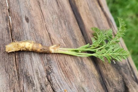 Bereits im Februar findet man wilde Möhren in der Natur
