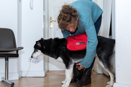 Ratgeber / Vierbeiner auf Wandertour: So viel darf der Hund selbst tragen