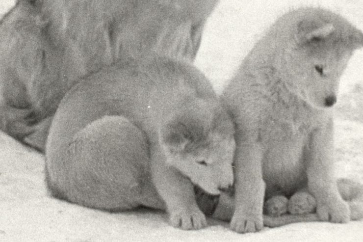Erinnerungen aus dem Eis / Bilder historischer Antarktis-Expeditionen gewähren Einblick in das Leben vor 100 Jahren