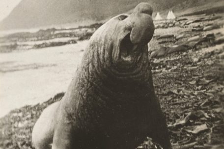 Ein m&auml;nnlicher Seeelefant