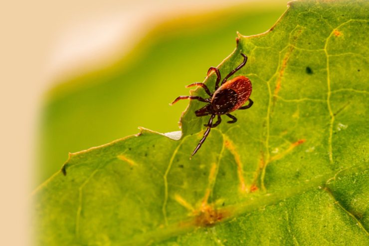 Krankheitsüberträger / Zecken werden wieder mobil