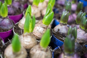 Bevor es ins Freie geht  / Vorgezogene Frühblüher brauchen Frostschutz