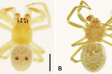 Wissenschaft / Abba, die australische Spinne: Ein kleines Insekt mit großem Namen