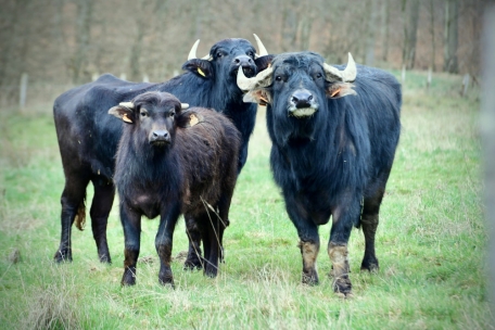 Umweltschutz / Keine Alternative für Wasserbüffel an der Syr